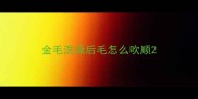 金毛洗澡后毛怎么吹顺