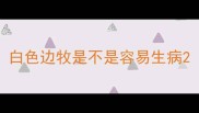 白色边牧是不是容易生病