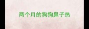 两个月的狗狗鼻子热
