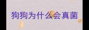 狗狗为什么会真菌