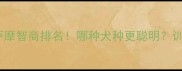 金毛vs萨摩智商排名哪种犬种更聪明训练难度大