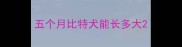 五个月比特犬能长多大
