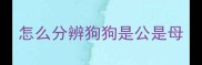 怎么分辨狗狗是公是母