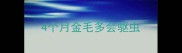 4个月金毛多会驱虫