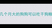 几个月大的狗狗可以吃干狗粮