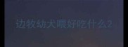 边牧幼犬喂好吃什么