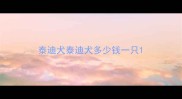 泰迪犬泰迪犬多少钱一只