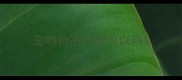 宠物狗不打针可以吗