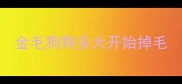 金毛狗狗多大开始掉毛