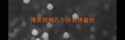 博美狗狗几个月长得最快