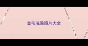 金毛洗澡照片大全