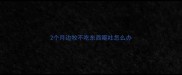 2个月边牧不吃东西呕吐怎么办