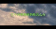 三个月狗狗换狗粮怎么办