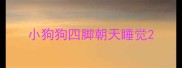小狗狗四脚朝天睡觉
