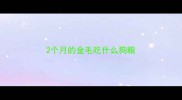2个月的金毛吃什么狗粮