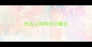 怎么让狗狗自己睡觉