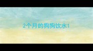 2个月的狗狗饮水