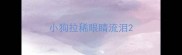小狗拉稀眼睛流泪