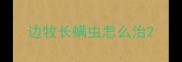 边牧长螨虫怎么治