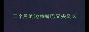 三个月的边牧嘴巴又尖又长