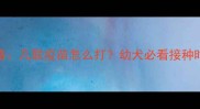 小雪纳瑞疫苗全攻略几联疫苗怎么打幼犬必看接种时间表附避坑指南