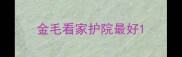 金毛看家护院最好
