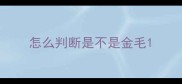 怎么判断是不是金毛