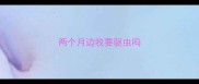 两个月边牧要驱虫吗