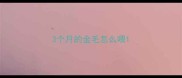3个月的金毛怎么喂