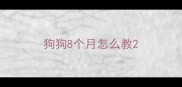 狗狗8个月怎么教