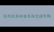 拉布拉多和金毛杂交成年狗