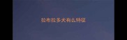 拉布拉多犬有么特征