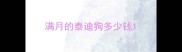 满月的泰迪狗多少钱