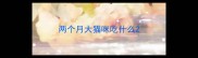两个月大猫咪吃什么