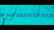 3-6月龄黄金期科学训练拉布拉多幼犬的5大关键步骤