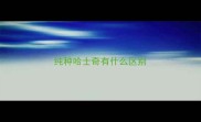 纯种哈士奇有什么区别