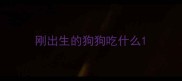 刚出生的狗狗吃什么