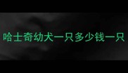 哈士奇幼犬一只多少钱一只