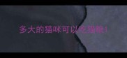 多大的猫咪可以吃猫粮