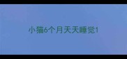 小猫6个月天天睡觉