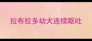 拉布拉多幼犬连续呕吐