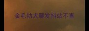 金毛幼犬腿发抖站不直