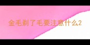 金毛剃了毛要注意什么