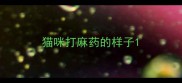 猫咪打麻药的样子