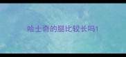哈士奇的腿比较长吗