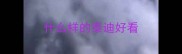 什么样的泰迪好看