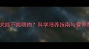 边牧幼犬能不能喂肉科学喂养指南与营养禁忌全