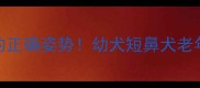 狗狗吹空调的正确姿势幼犬短鼻犬老年犬的避坑指南