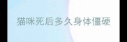 猫咪死后多久身体僵硬