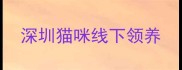 深圳猫咪线下领养